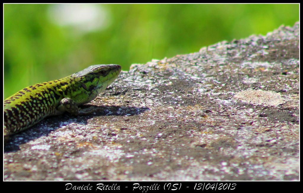 Un p di Podarcis siculus campestris della mia zona!